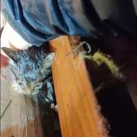 A faint meow in the rubble of a Mississippi tornado leads to a stunning rescue
