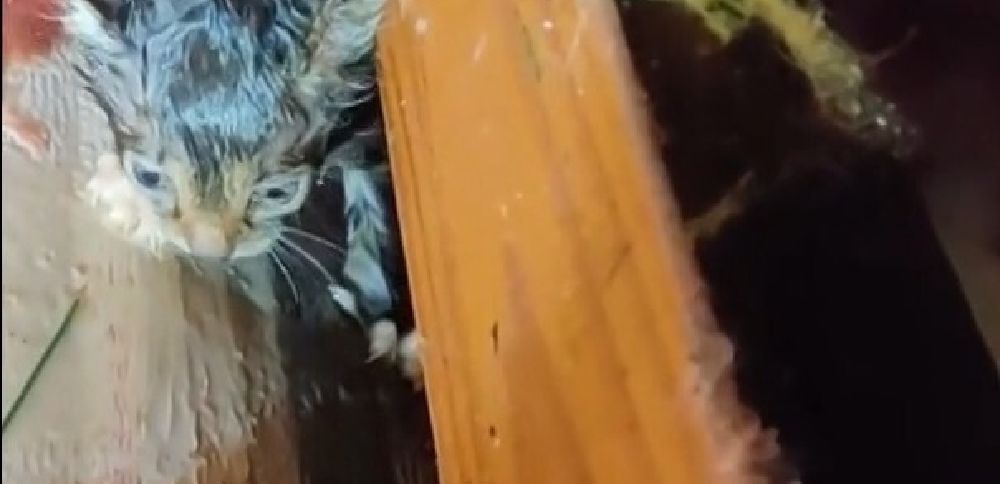 A faint meow in the rubble of a Mississippi tornado leads to a stunning rescue