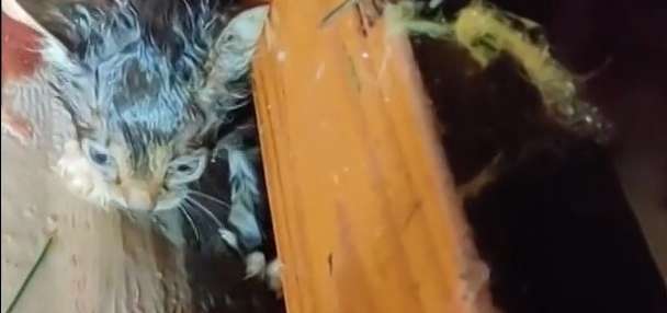 A faint meow in the rubble of a Mississippi tornado leads to a stunning rescue