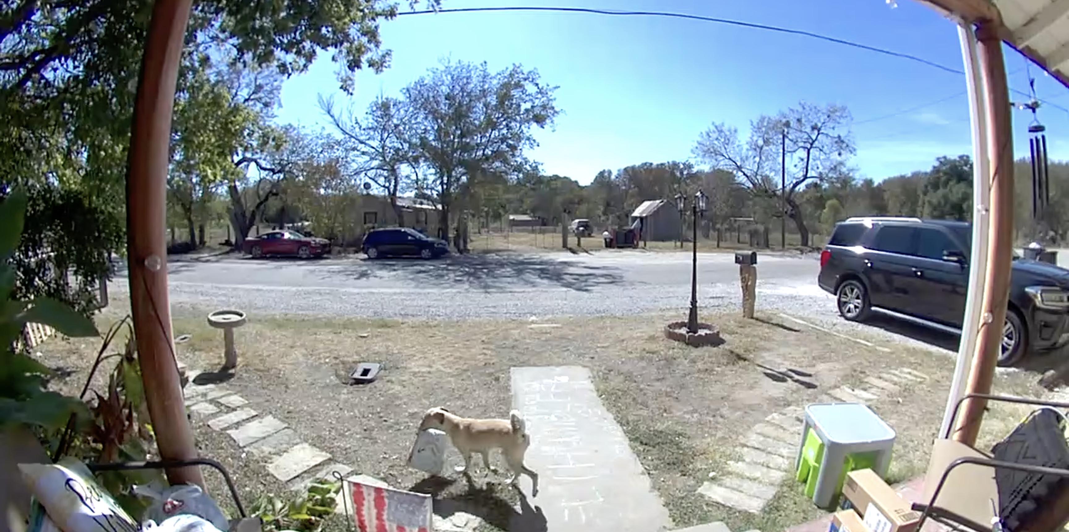 Have You Seen This? Canine thief steals package off porch, vanishes from scene