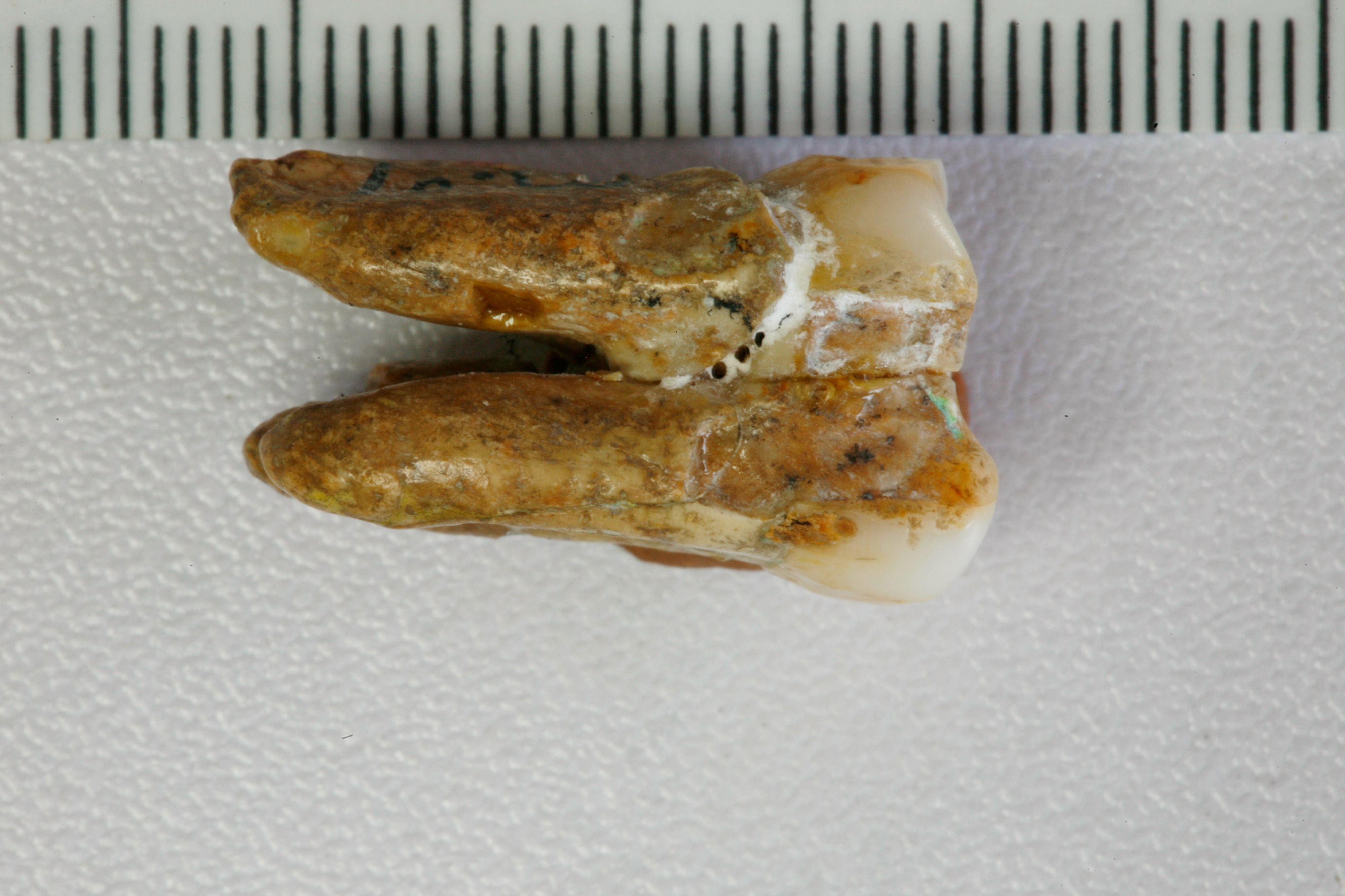 Ancient teeth hint at canoodling between early human relatives