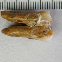 Ancient teeth hint at canoodling between early human relatives