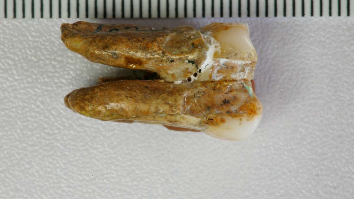 An ancient tooth found at the Zhoukoudian archaeological site in eastern China. An analysis is giving scientists a rare peek into interactions between ancient human relatives.