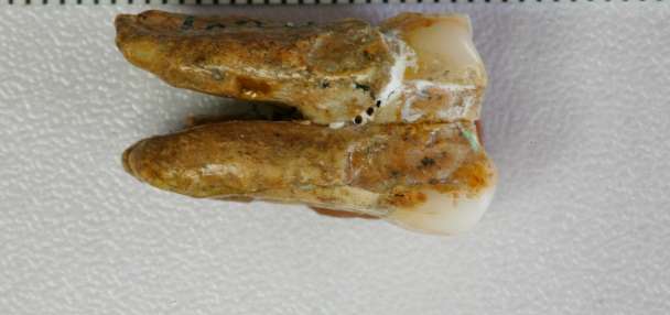 Ancient teeth hint at canoodling between early human relatives