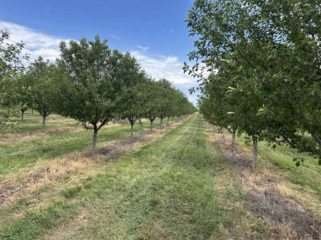 Trees at Pyne Farms in Santaquin are pictured on May 13. It's one of many farms that reported significant fruit losses this year because of a spring cold snap following a record-warm winter.