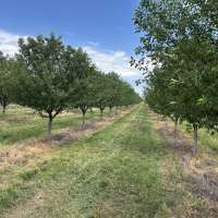 Utah County farmer loses entire fruit crop after this year's extreme weather