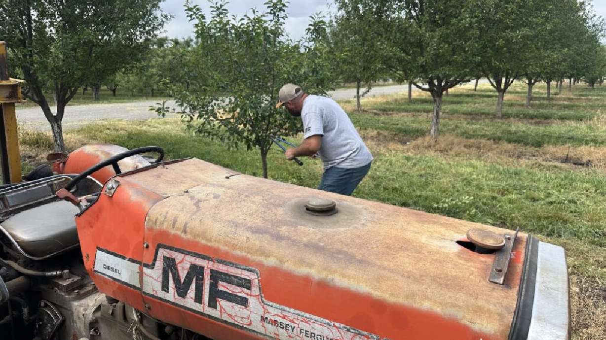 Utah County farmer Kent Pyne works on his farm in Santaquin, Wednesday. The governor issued a state of emergency on Friday over a late-season freeze that led to crop losses in 10 counties.