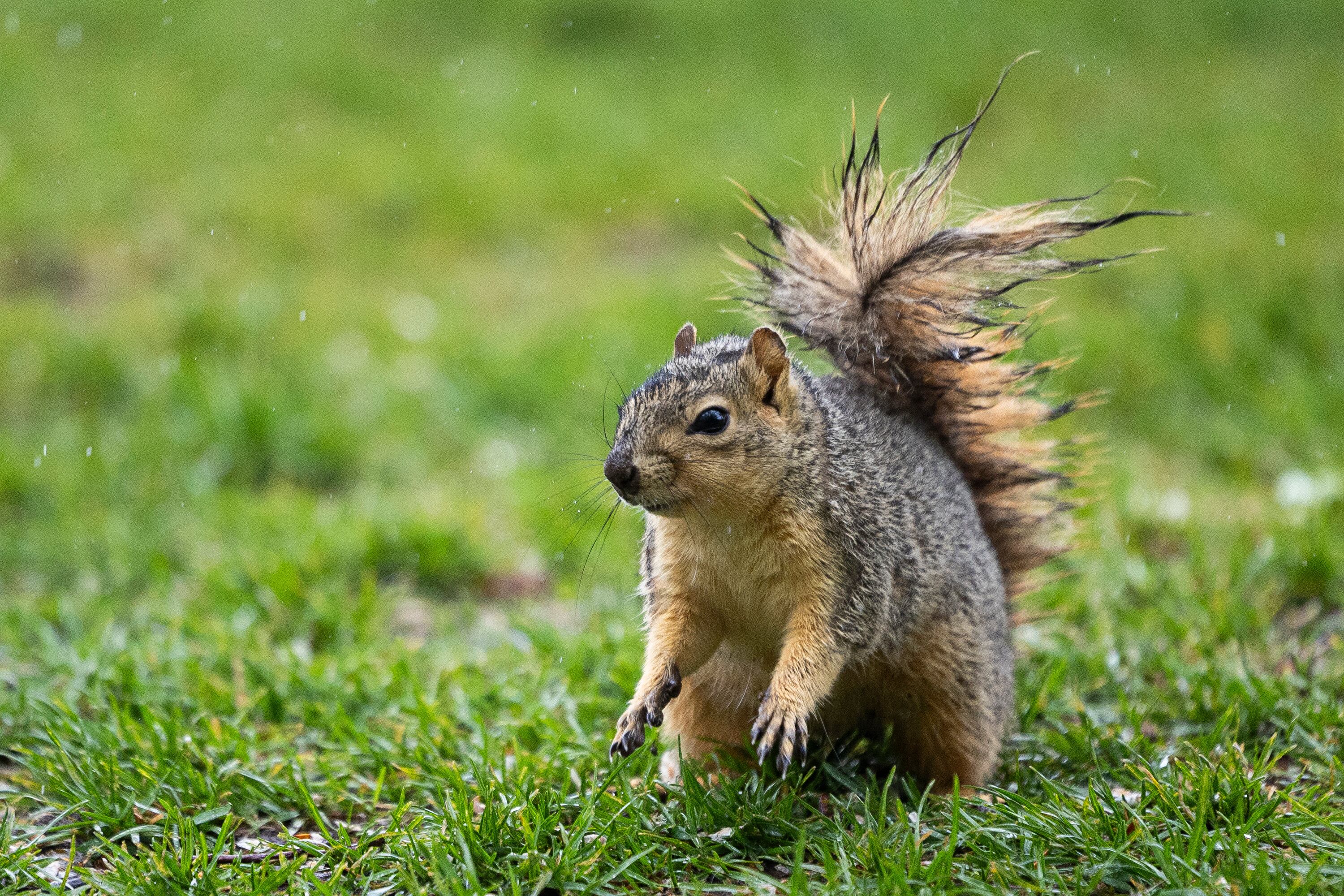 What to do about 'nuisance' animals in your garden
