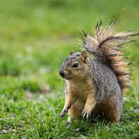 What to do about 'nuisance' animals in your garden