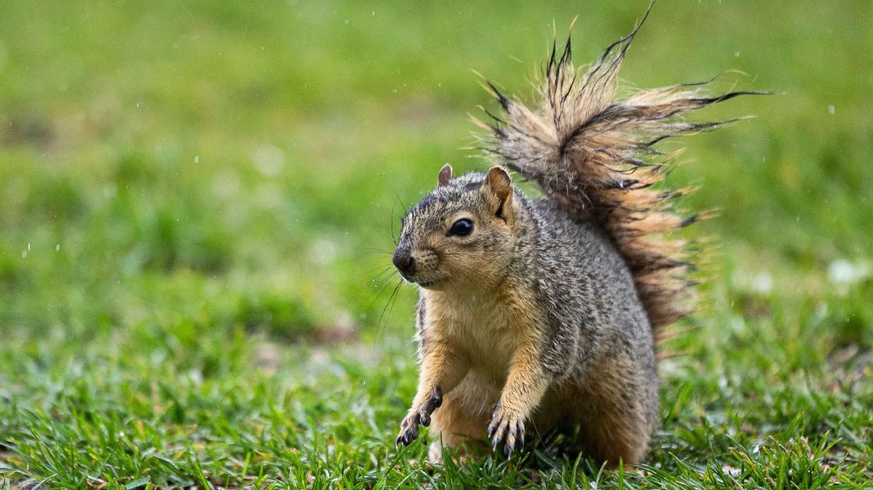 A squirrel pauses as it looks for food during a rainstorm in Sugar House Park in Salt Lake City on April 26. Pesky wildlife or "nuisance animals" can damage crops and property in gardens and orchards.
