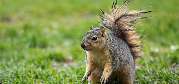 What to do about 'nuisance' animals in your garden