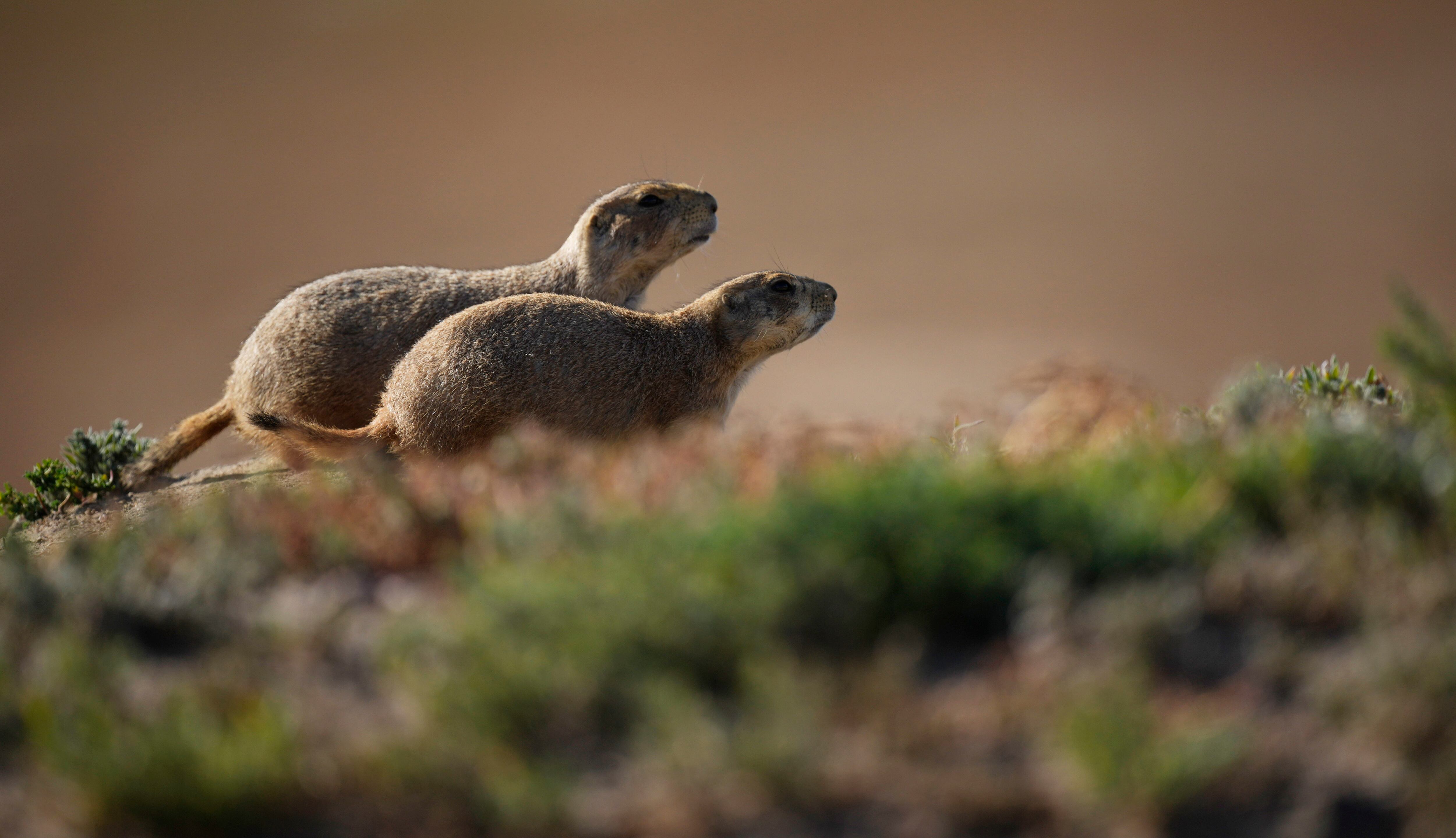 Prairie dogs run through a field Sunday, Sept. 19, 2021, in Commerce City, Colo.