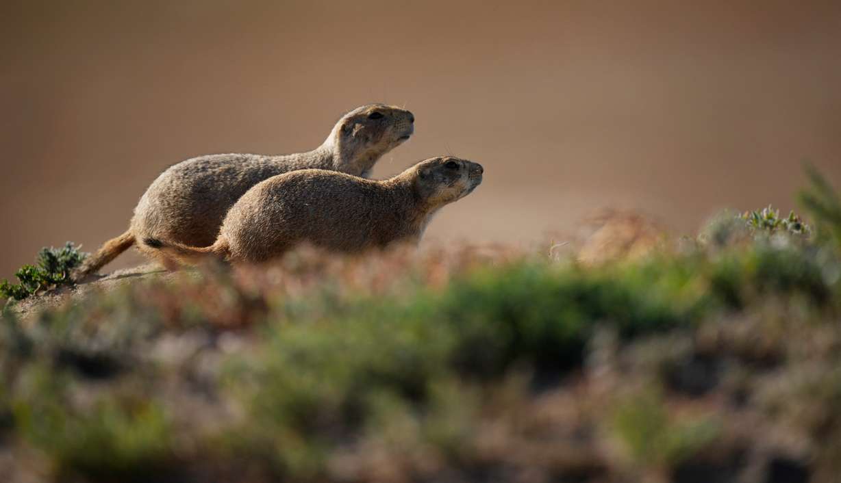 Prairie dogs run through a field Sunday, Sept. 19, 2021, in Commerce City, Colo.