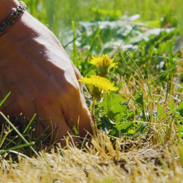 A person forages for dandelions to use in cooking. Meg Bartley is leading a workshop at this year's Utah Food Fest, teaching how to forage and cook with wild plants.