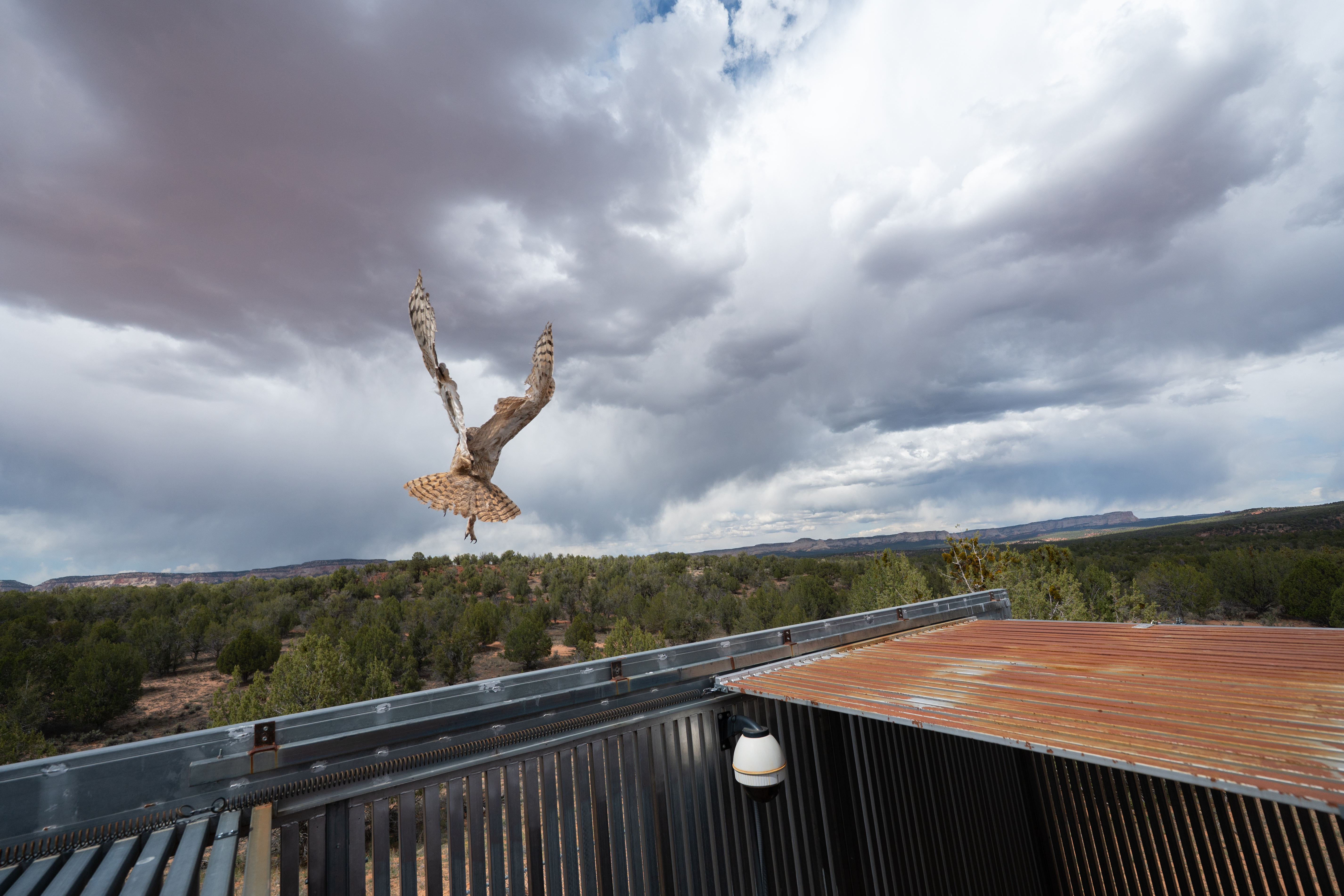 Owl found stuck in a concrete mixer is on the mend and flying free