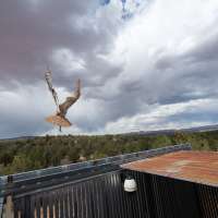Owl found stuck in a concrete mixer is on the mend and flying free