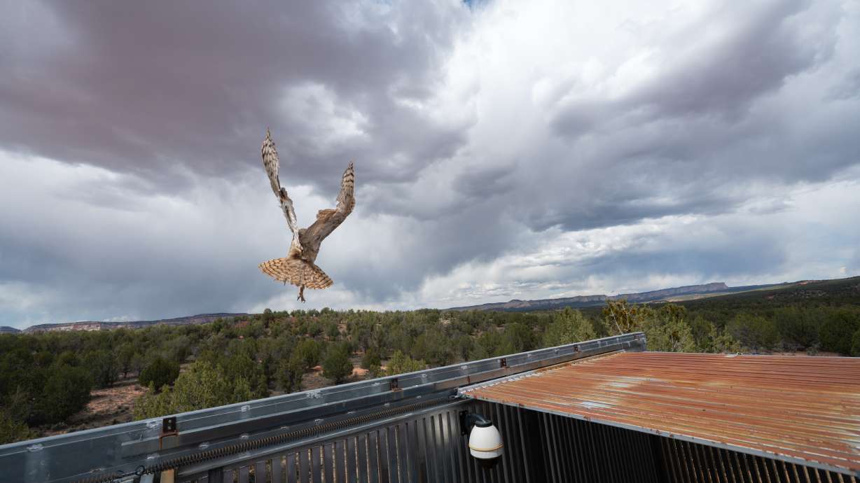 A great horned owl flies to freedom after surgery at Best Friends Animal Sanctuary in Kanab, May 1. The owl was originally found stuck in a concrete mixer.