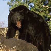 Utah, federal officials urge bear safety after recent attacks in the West