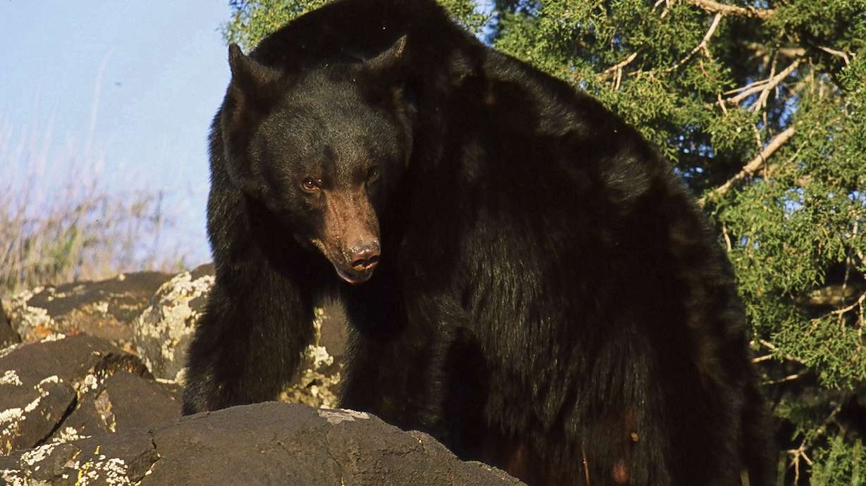 Utah wildlife officials say black bears have already been spotted in parts of the state where they normally aren't seen this early in the year. They and federal officials urge caution during the peak recreation season.