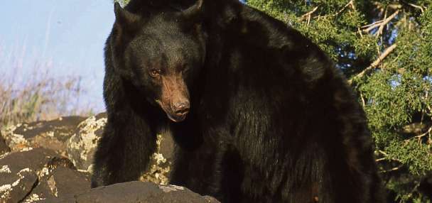 Utah, federal officials urge bear safety after recent attacks in the West