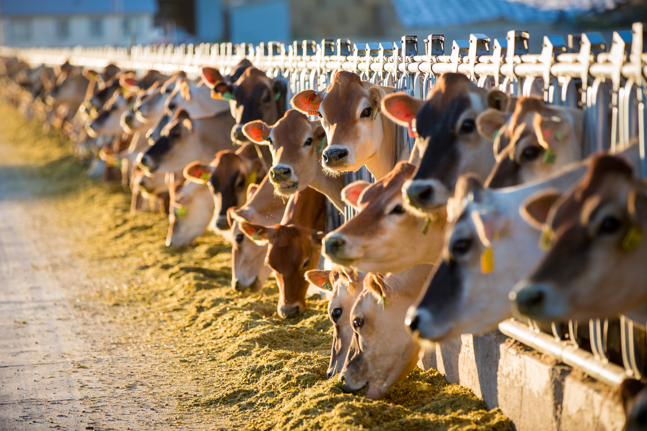 The milk lowdown: Separating fact from fiction in the dairy case