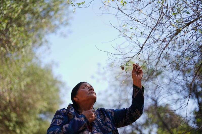 Norma Meza Calles, a Kumeyaay Nation leader, touches a branch as she leads a guided tour of traditional Kumeyaay uses for local plants at a wellness center, May 1, in Tecate, Mexico.