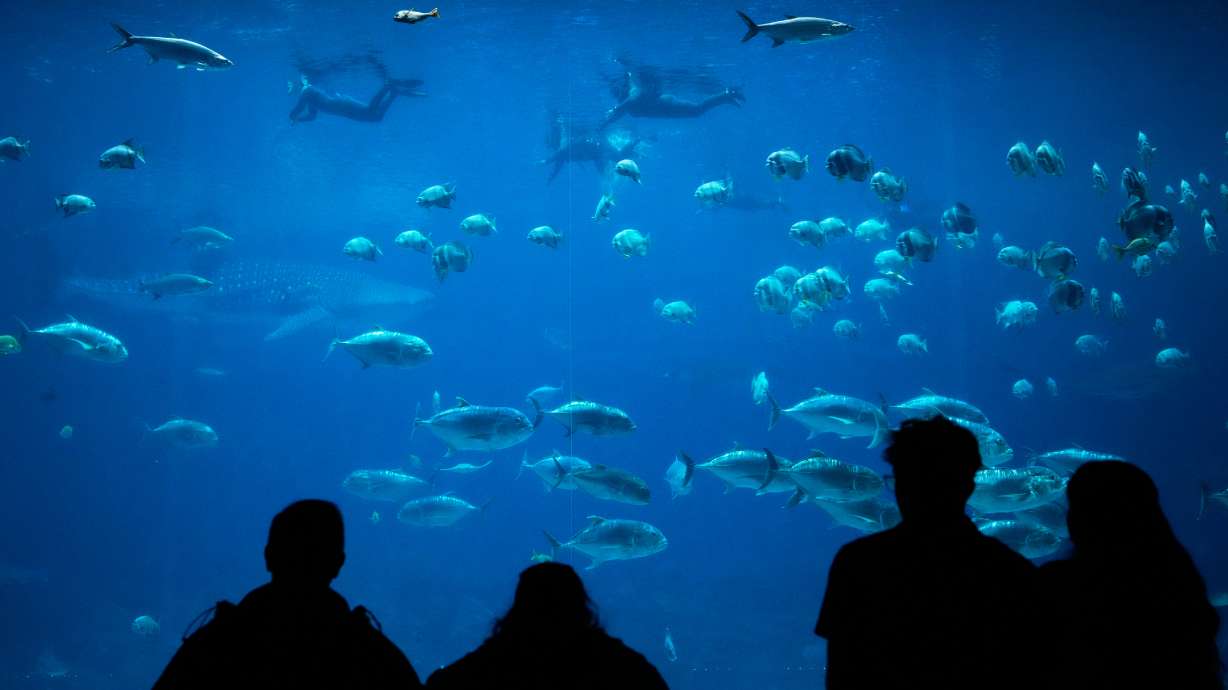FILE - Georgia Aquarium visitors watch as participants in the Wounded Warrior Project swim in the background, May 6, 2026, in Atlanta.