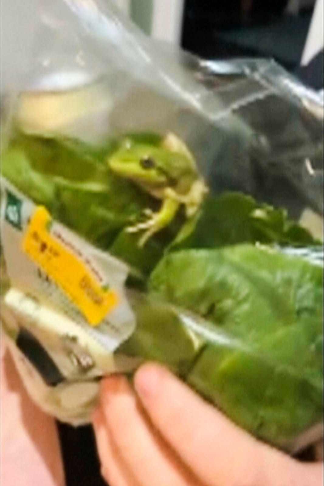 Lettuce introduce you to the live frog found in this grocery store salad bag
