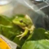 Lettuce introduce you to the live frog found in this grocery store salad bag