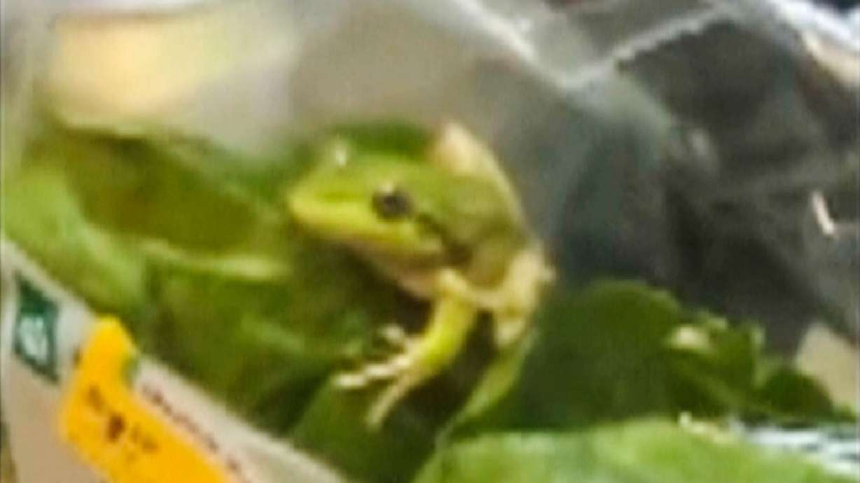 A frog sits inside a salad bag in Esperance, Australia, on Saturday. The frog was released back into the wild after its unexpected discovery.