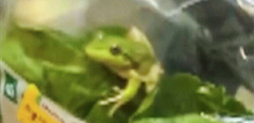 Lettuce introduce you to the live frog found in this grocery store salad bag