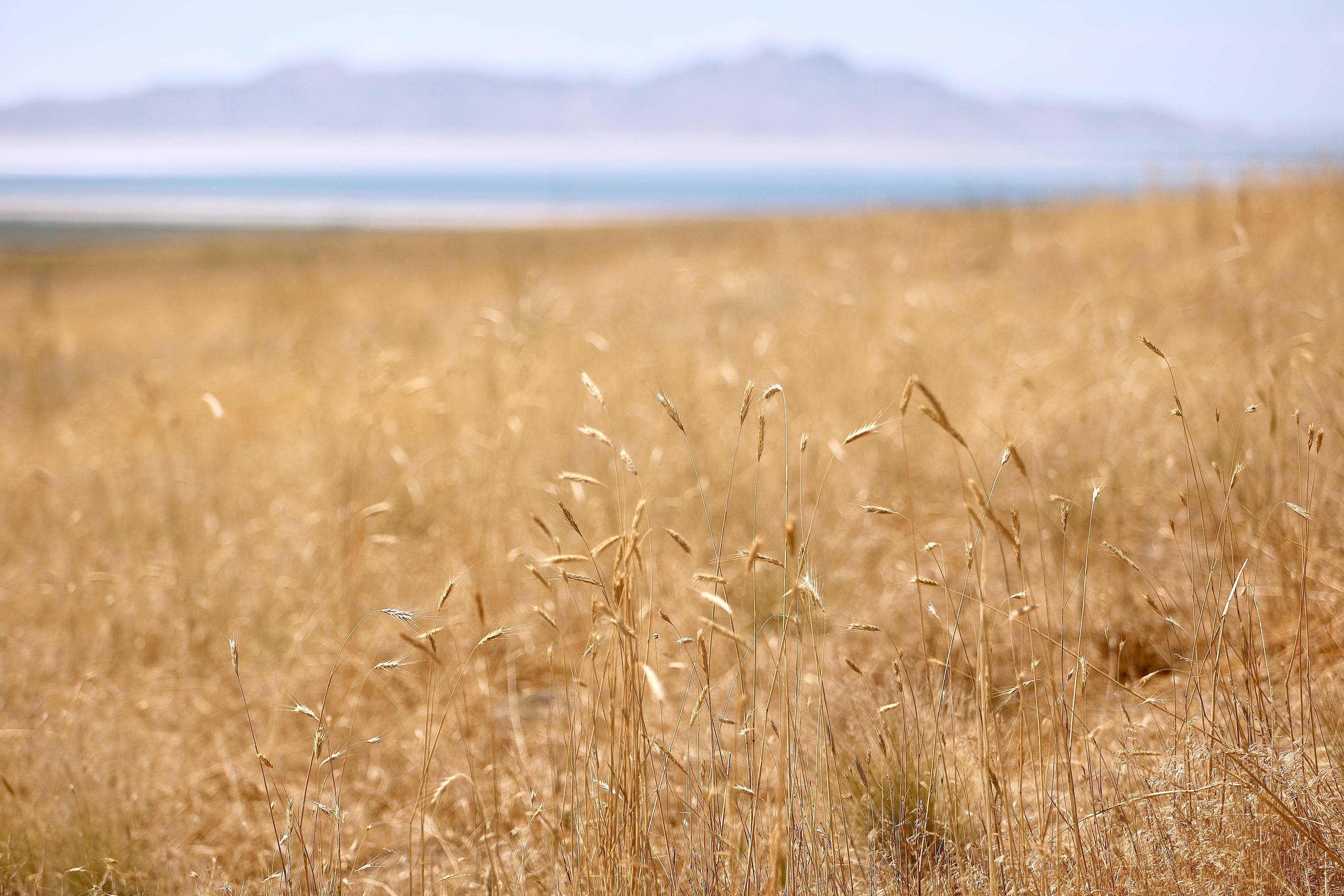 Bureau of Land Management land is pictured in Tooele County on Monday, July 7, 2025.