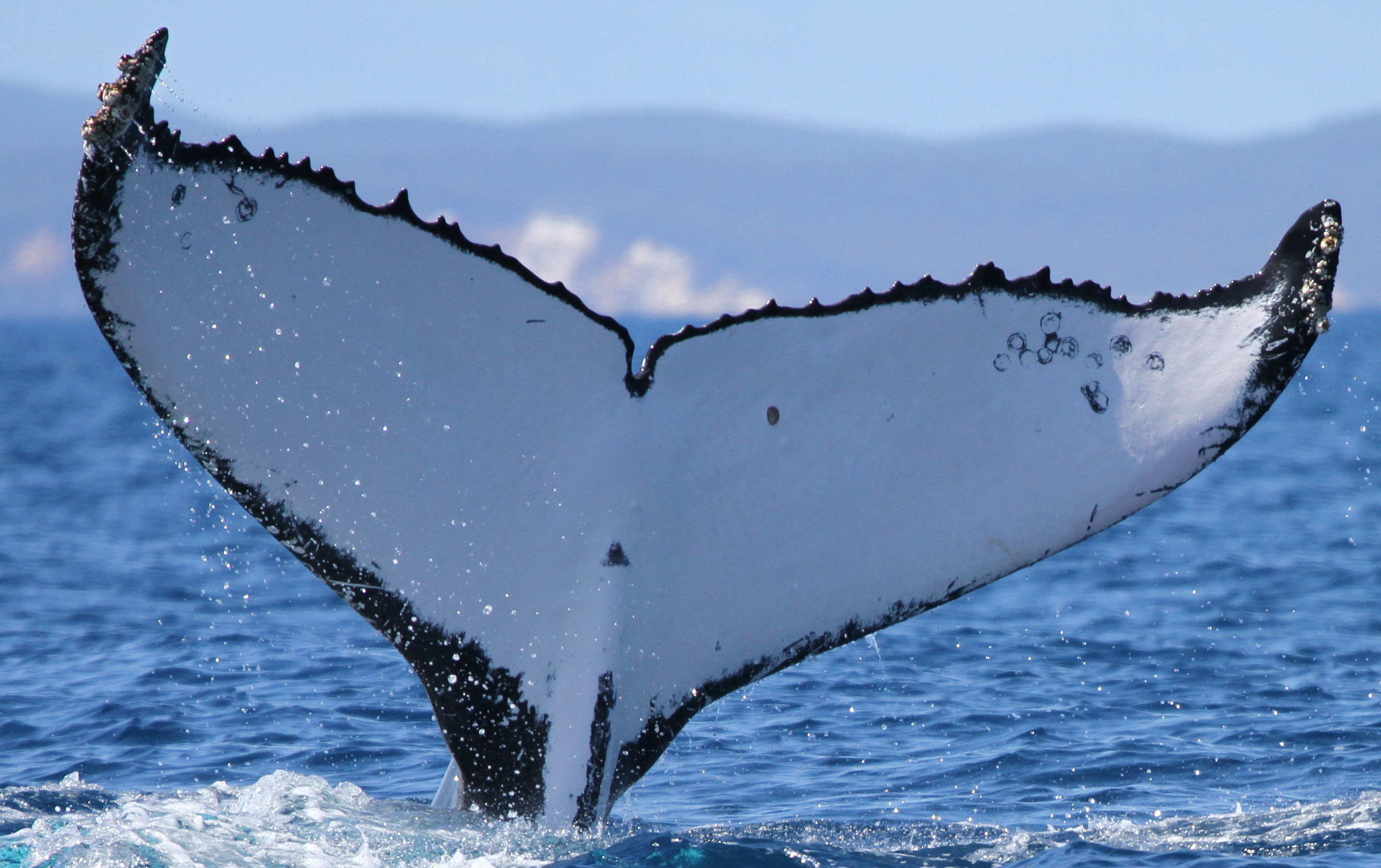 2 humpback whales set records swimming between Australia and Brazil