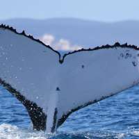 2 humpback whales set records swimming between Australia and Brazil
