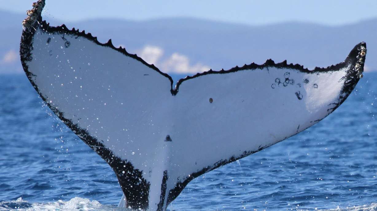 The tail markings of a humpback whale that was spotted at breeding sites in Australia and Brazil.