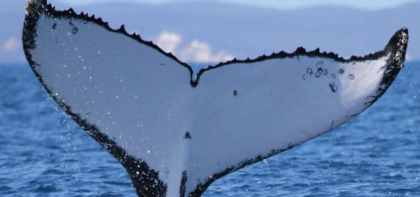 2 humpback whales set records swimming between Australia and Brazil