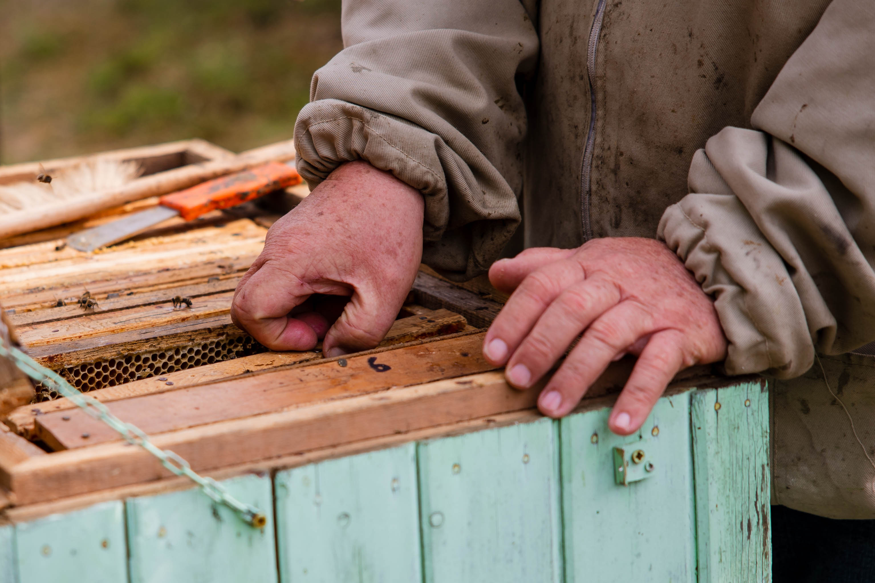 Why your next 'miracle supplement' should be a jar of raw honey