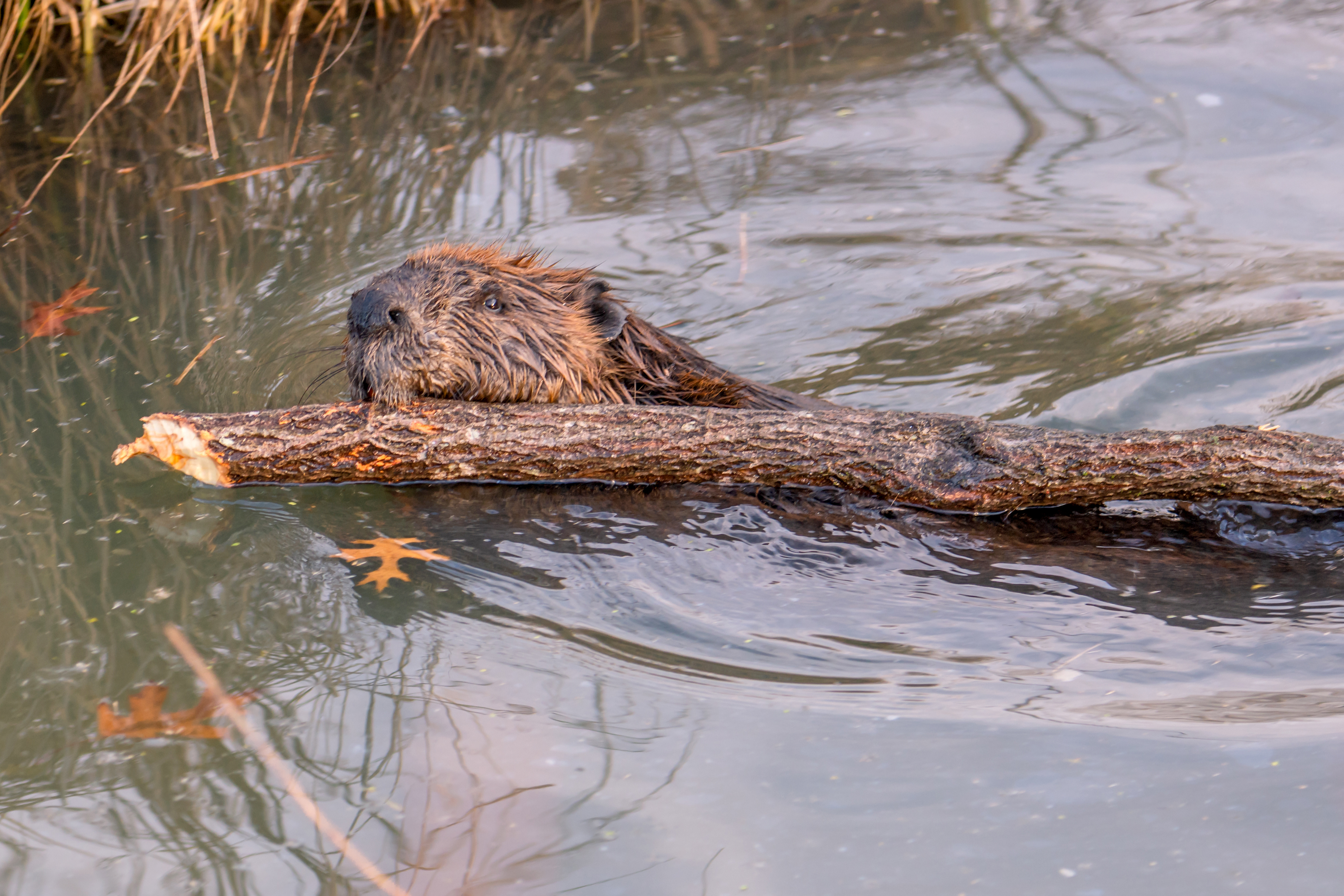 USU researchers working with beavers to preserve water