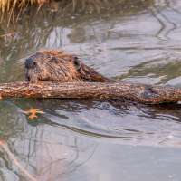 USU researchers working with beavers to preserve water