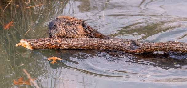 USU researchers working with beavers to preserve water