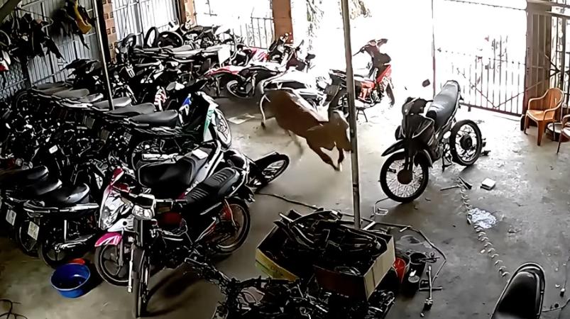 Have You Seen This? Like a bull in a motorcycle shop