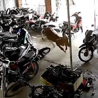 Have You Seen This? Like a bull in a motorcycle shop