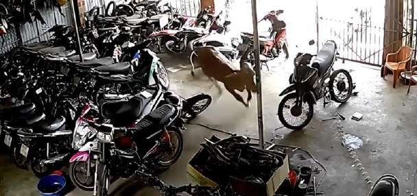 Have You Seen This? Like a bull in a motorcycle shop