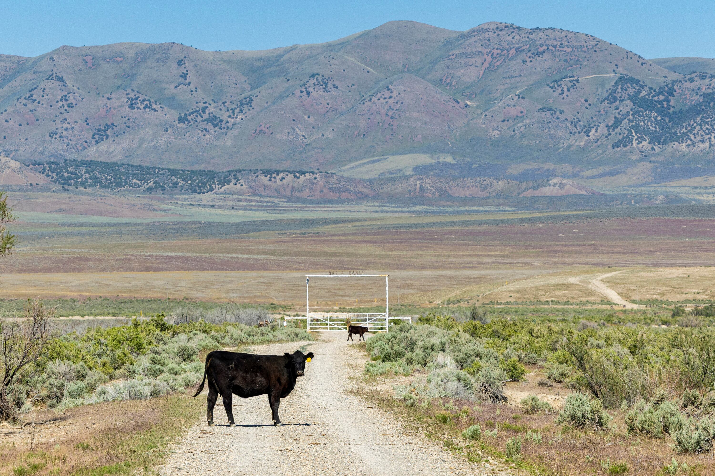 Cattle graze on land proposed to be used for the Stratos Project data center in the Hansel Valley area of Box Elder County on May 12. This swath of land is the more eastern of the two largest sections of land proposed to be used for the data center.