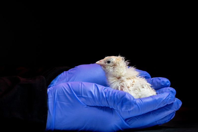 Chicks hatch from artificial egg as biotech company aims to revive extinct species