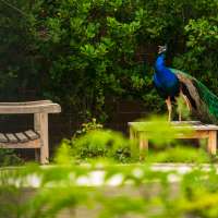 Salt Lake City police investigate deaths of peafowl, as residents push for charges