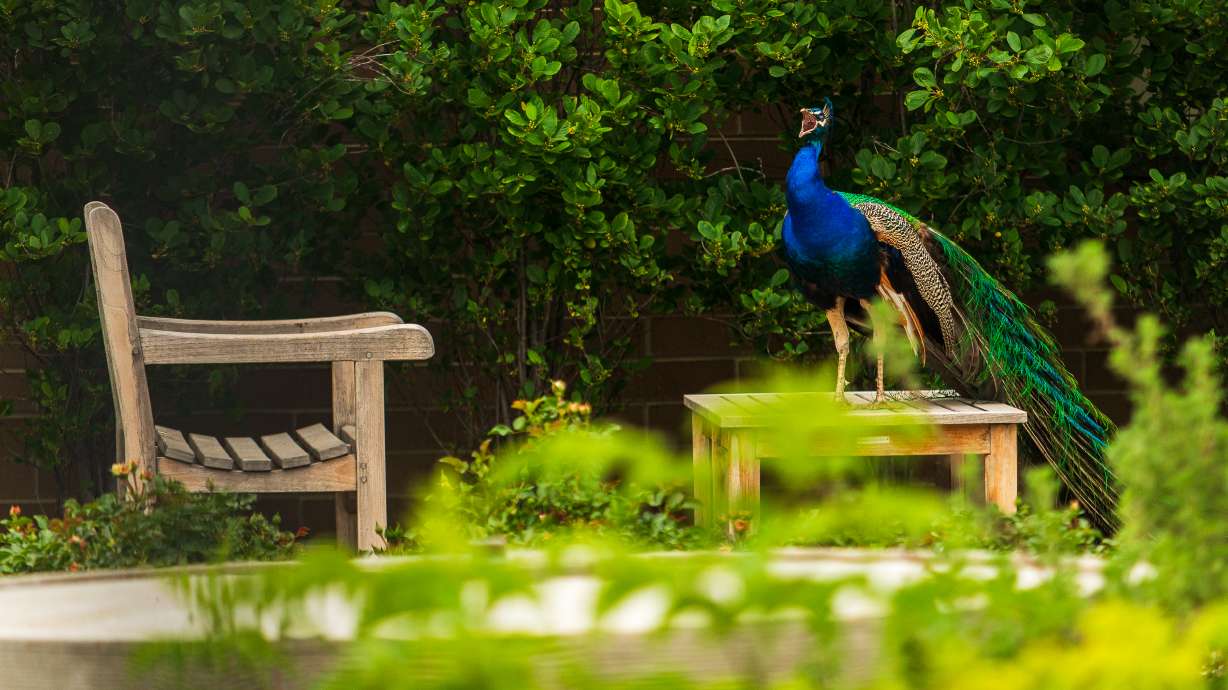 A peacock in Salt Lake City’s Poplar Grove neighborhood on May 16. Residents say multiple neighborhood peafowl have been killed since May 3, and they're pushing for charges in the unique case.