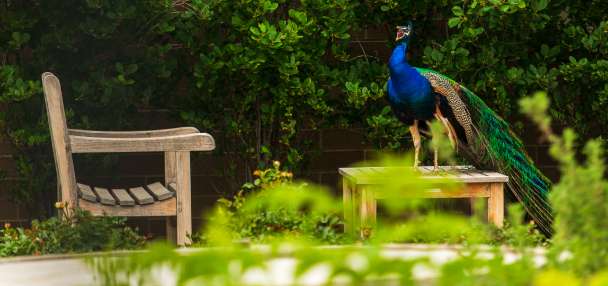 Salt Lake City police investigate deaths of peafowl, as residents push for charges