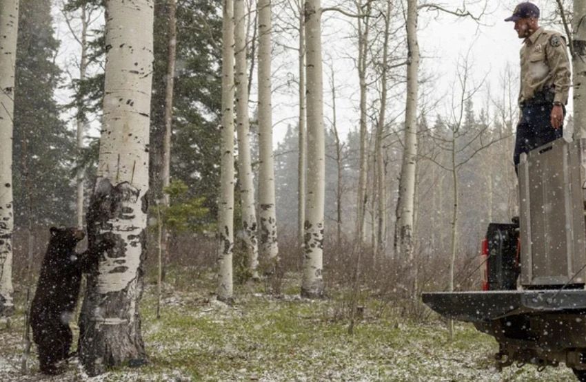 Colorado black bears found under family home safely relocated