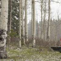 Colorado black bears found under family home safely relocated